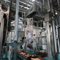Palan de boucherie robuste pour bétail, utilisé dans les abattoirs de buffles et les usines de transformation de la viande bovine avec système d'inclinaison pour l'abattage du bétail