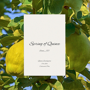 Sachet de coing de printemps de qualité supérieure copeaux de bois naturel huiles essentielles à haute concentration parfum longue durée écologique - Product Image 6