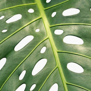 Große benutzer definierte Wandbild Tapete Südostasien Tropischer Regenwald Bananen blatt 3D Foto Hintergrund Wandbilder Tapete Modern - Product Image 5