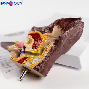 Modèle d'anatomie des oreilles canines en plastique pour l'enseignement et la démonstration dans les hôpitaux vétérinaires spécialisés dans les soins canins - Product Image 6