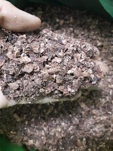 Polvo de Cáscara de Anacardo de Primera Calidad de Vietnam - Product Image 2