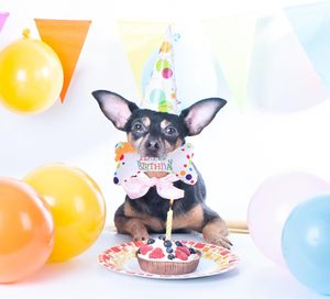 Auf Lager, sofort verfügbar: Großhandel & Einzelhandel – BPA-freies, umweltfreundliches Haustierprodukt: Plüsch-Knochen-Deko für Haustiergeburtstage - Product Image 2