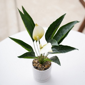 Spathiphyllum Chậu Trồng Hoa <span class=keywords><strong>Lily</strong></span> Hòa Bình 3 Gallon Chậu Trồng Hoa Nhân Tạo Tổng Thể 18 Inch Để Trang Trí Nhà Cửa - Product Image 3