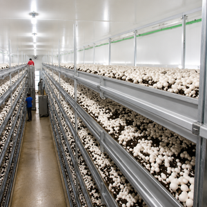 Contenedor de Cultivo de Hongos Llave en Mano a Precio de Fábrica, Invernadero Industrial para Producción Agrícola Vertical - Product Image 4