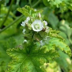 Estratto di <span class=keywords><strong>Malva</strong></span> Verticillata L. 10:1 da Semi di <span class=keywords><strong>Malva</strong></span> Verticillata - Product Image 6