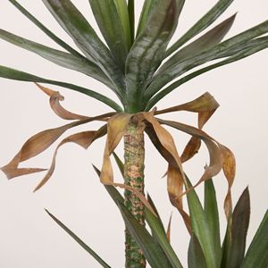 Agave artificielle à feuilles épaisses Dream Castle, 100-200 cm, plante en soie pour décoration intérieure et extérieure - Product Image 2