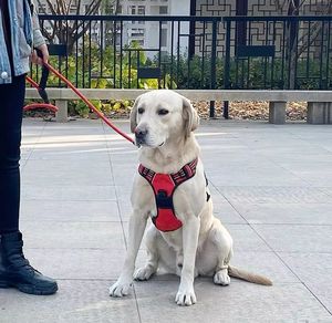 Sport-Haustierzubehör Verstellbares Modisches Gepolstertes Nylon-Hundegeschirr Halsband im Taktischen Stil Haustierleine Kleine Größe Großhandel - Product Image 5