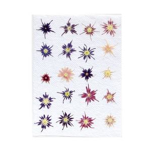 Großhandel DIY-Material getrocknete blume gepresste blume jährlicher Phlos für Telefonhülle Nagelkunst Schmuck Postkarte Kerzen-Dekoration - Product Image 2