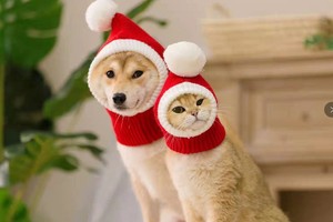Nuovo <span class=keywords><strong>Design</strong></span> Doe <span class=keywords><strong>Pet</strong></span>: Cappello Natalizio per Cani, Berretto Invernale per Animali Domestici, Accessori per Cani, Felice Anno Nuovo - Product Image 5