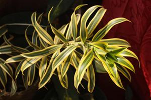 ต้นดรากีน่า พลีโอเมล แองกัสติโฟเลีย: ผู้จัดจำหน่ายต้นไม้ประดับในร่มคุณภาพพรีเมียม ใบไม้เขตร้อน - Product Image 3