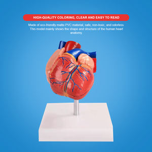 Bix-a1068 Doğal Boyutta İnsan Anatomik Kalp Modeli Gelişmiş PVC Dayanıklı ISO Sertifikalı Tıp Bilimi için Öğretim Kaynağı - Product Image 2