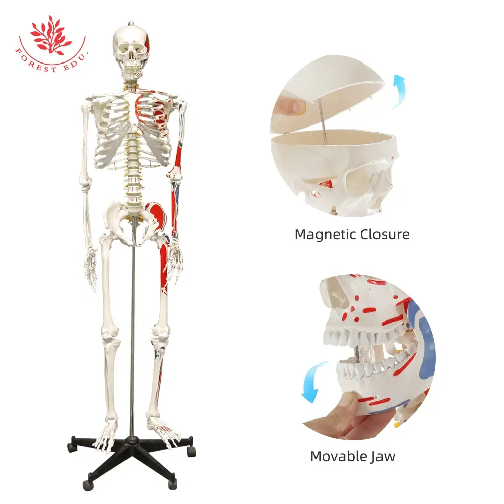 FRT002A教育解剖学人間の骨格モデルとハーフサイドマッスル医療ホットセール塗装マッスルスカルモデル学校用