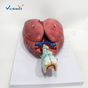 Modèle du système respiratoire humain en 7 parties, modèle d'<span class=keywords><strong>anatomie</strong></span> du larynx, du cœur et des poumons pour la démonstration pédagogique en médecine - Product Image 3
