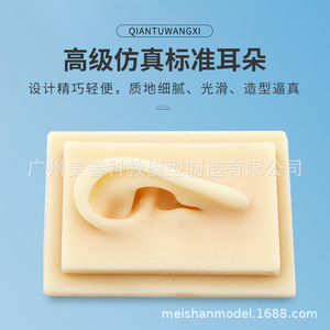 Modelo de oído simulado 1:1 para adultos, oído humano, tipo timpano, oído de silicona para acupuntura (oreja derecha) - Product Image 1