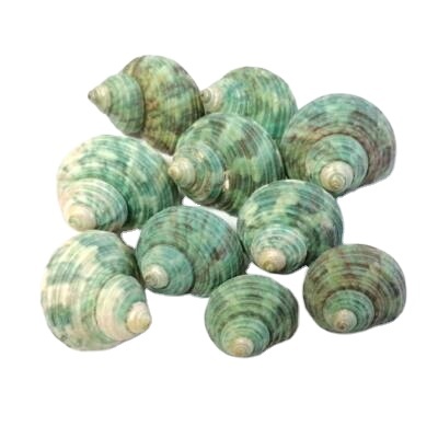 Green Conch Shell Eco-friendly Organic Material Mosaic Vietnam Origin Bulk Seashell for Home Decoration High Quality Art