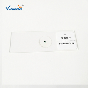 Lot de 12 Lames Préparées de <span class=keywords><strong>Champignons</strong></span> pour Microscope – Prix Usine - Product Image 3