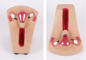 Modelo de Entrenamiento en Guía de Anticoncepción Femenina, Modelo de Entrenamiento Médico de Obstetricia para la Colocación de Anticonceptivos Femeninos - Product Image 2