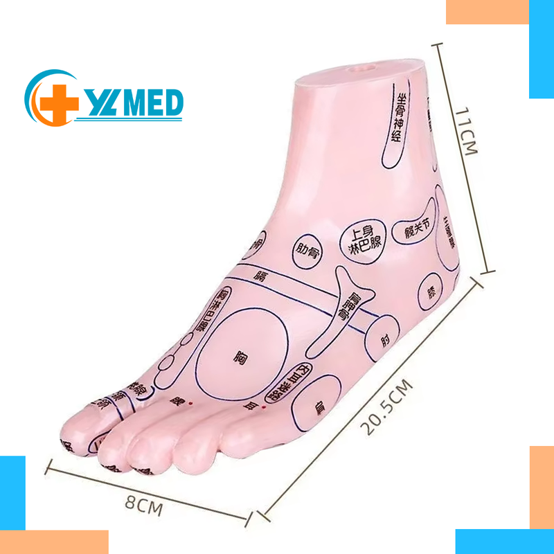 YULIN YL Medical Science Teaching Resources