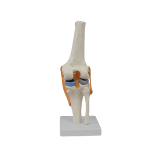 유연한 <span class=keywords><strong>PVC</strong></span> 무릎 관절 모델 병원 및 훈련을위한 인대 및 반월 상 연골이있는 의료 기능 골격 - Product Image 6