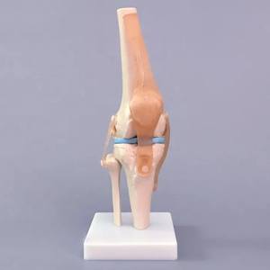 Modelo de hueso anómico humano, modelo funcional de articulación de rodilla, modelo de enseñanza Flexible de ligamento de crisol <span class=keywords><strong>menisco</strong></span> - Product Image 4