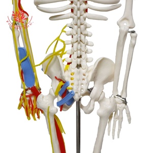 Modello anatomico 85cm migliore vendita scheletro modello FRT013 W/vasi nervosi sangue e radici nervose scienza medica - Product Image 4
