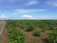 Jus concentré de Noni de Hainan WGlife, Brix personnalisé jusqu'à 36, OEM ODM, directement de l'usine
