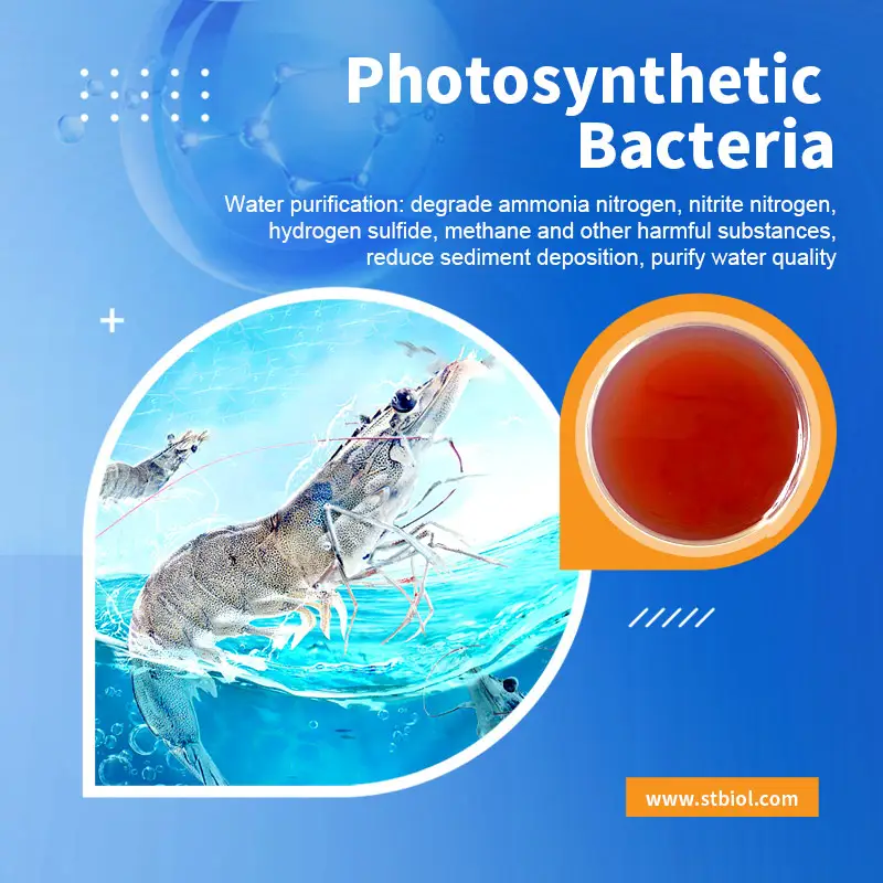魚エビカニカメ、光合成細菌用の微生物飼料添加物