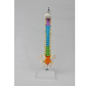 Modèle de démonstration médicale de la colonne vertébrale humaine simulée, taille moyenne, avec ceinture vertébrale colorée et bassin (type suspendu) - Product Image 2