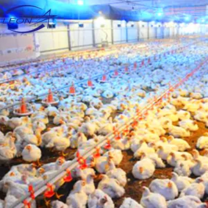 Offre Spéciale système d'abreuvement de mamelon de poulet automatique de haute qualité