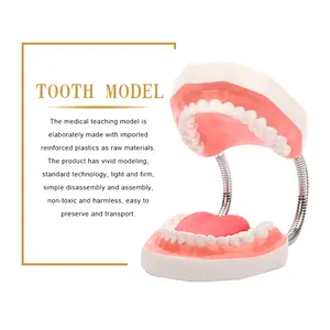 โรงงานทางการแพทย์การเรียนการสอน6X ฟันขนาดใหญ่รูปแบบโรงพยาบาลหรือการเรียนการสอนรูปแบบทันตกรรมที่มีลิ้น Typodont ฟัน
