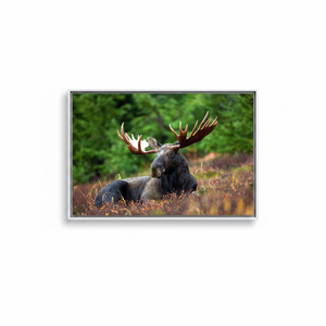Rustic Moose <b>Canvas</b> Wall Art: Printed Cabin Decor for Lodge & Hunting Room,WHITE <b>FRAMED</b> <b>CANVAS</b> - Product Image 2