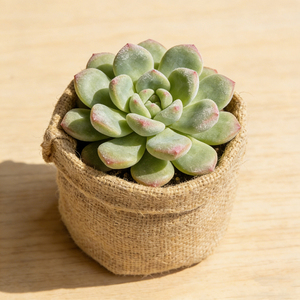 Vaso in Iuta Naturale Personalizzato OEM, Realizzato in Fabbrica, Sacchetto per Coltivazione in Tessuto di Iuta, <span class=keywords><strong>Borsa</strong></span> <span class=keywords><strong>da</strong></span> Giardino Ecologica in Iuta con Rivestimento in PE per Piante - Product Image 3