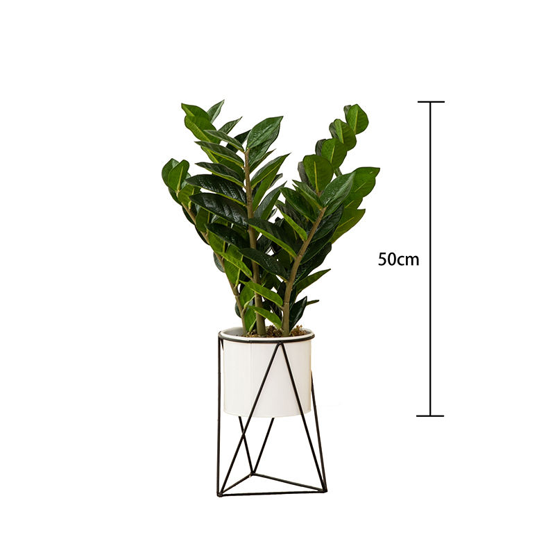 กองทัพสีเขียว