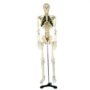 BIX-A1004 Good price Anatomy Full Body Anatomical Skeleton with Spinal Nerve 85CM