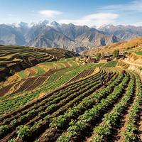 Tranches de Codonopsis blanches sans soufre de qualité alimentaire 678, qualité pharmaceutique, Dang Shen coupé séché au soleil, ingrédient de cuisine à base de plantes JINGKO