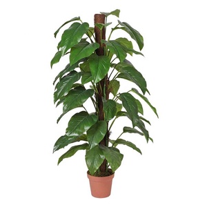 Plantes <span class=keywords><strong>d</strong></span>'<span class=keywords><strong>intérieur</strong></span> artificielles à <span class=keywords><strong>grande</strong></span> feuille, 1 pièce, fausses fleurs de bonsaï tropical en plastique, vente <span class=keywords><strong>d</strong></span>'arbre - Product Image 2