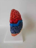Modèle anatomique du cerveau humain grandeur nature en plastique avec zones fonctionnelles codées par couleur, aide pédagogique pour la formation, sciences médicales, CE ISO