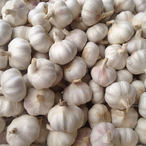 Shandong cina fresco aglio bianco nuovo raccolto bulbi di aglio secco alla rinfusa per la <span class=keywords><strong>vendita</strong></span> - Product Image 5