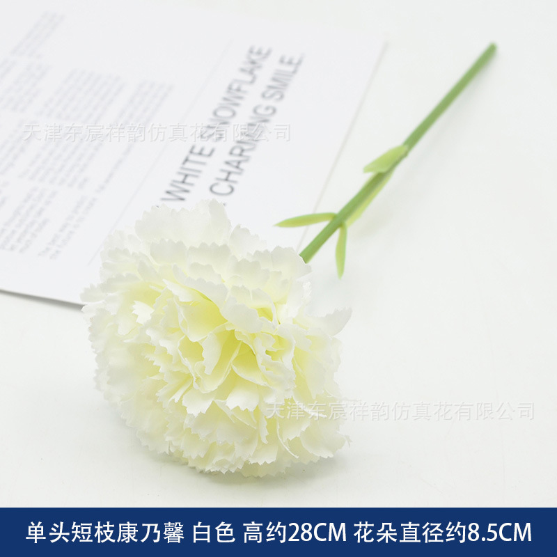 Oeillet blanc à tige courte et une seule fleur.