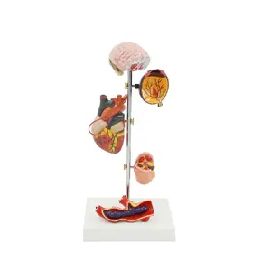 Modèle d'haute pression pour anatomie du cerveau, anatomie, cœur et cerveau, équipement éducatif, démonstration d'anatomie - Product Image 1