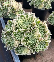 Assortiment de Plantes Succulentes Aeonium – Kit d'Arrangement DIY pour Aménagement Paysager – Ornement de Feuillage Coloré – Fournitures d'Aeonium Varié
