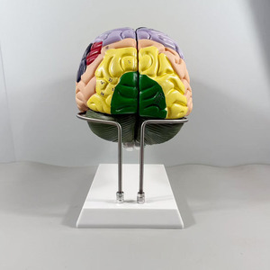 Ciencia Médica - Anatomía Humana - Modelo de 4 Partes del Nervio Cerebral y la Estructura de Zonificación Funcional del Cerebro, Doble del Tamaño Original - Product Image 2