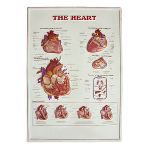 Pendurado sistema respiratório 3D, sistema de visão, sistema circulatório cardíaco 3d relevo gráficos - Product Image 2