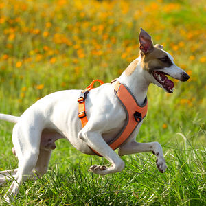 Truelove marque de luxe Durable mode lumière chien harnais en gros haute qualité en Nylon réfléchissant pas de traction harnais pour animaux de compagnie formation - Product Image 5