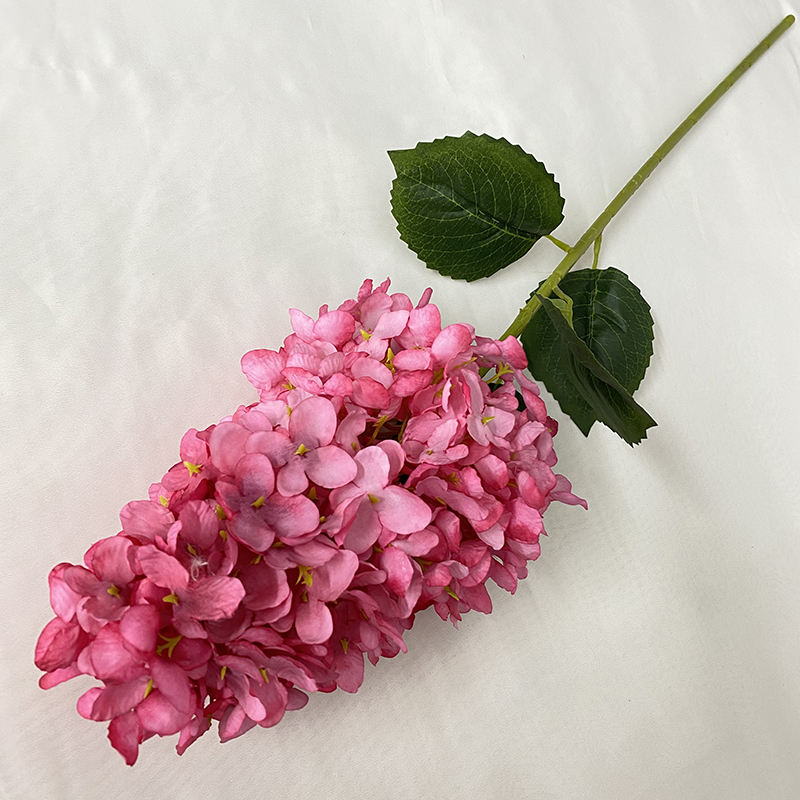 Pink Hydrangea paniculata