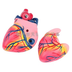 Modèle d'anatomie cardiaque détachable ; instrument pédagogique biologique à grossissement 3x ; modèle médical acoustique de l'anatomie cardiaque humaine. - Product Image 4