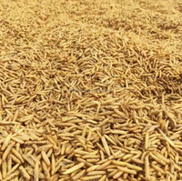 Hermetia Illucens séché riche en protéines - Complément alimentaire pour volailles pour poules et coqs