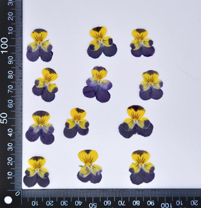 N073 2021 nuovo arrivo vendita calda materiale fai da te 100% naturale essiccato viola Pansy pressato fiori pressati Pansy fiori secchi - Product Image 4