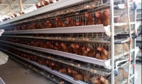 Cage d'élevage de poussins de type H personnalisée pour 5000 à 50000 oiseaux – Aménagement complet de ferme avicole et devis – Taux de survie élevé des poussins