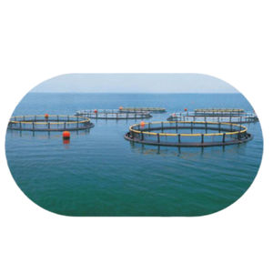 Bacillus Subtilis: un prometedor biofertilizante microbiano para la producción agrícola sostenible - Product Image 3